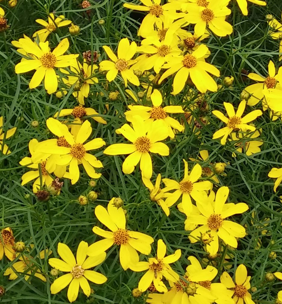 Mayo Clinic Flower of Hope Tickseed Natorp's Online Plant Store